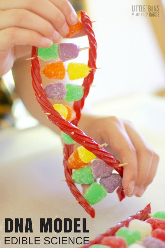 Edible DNA Model