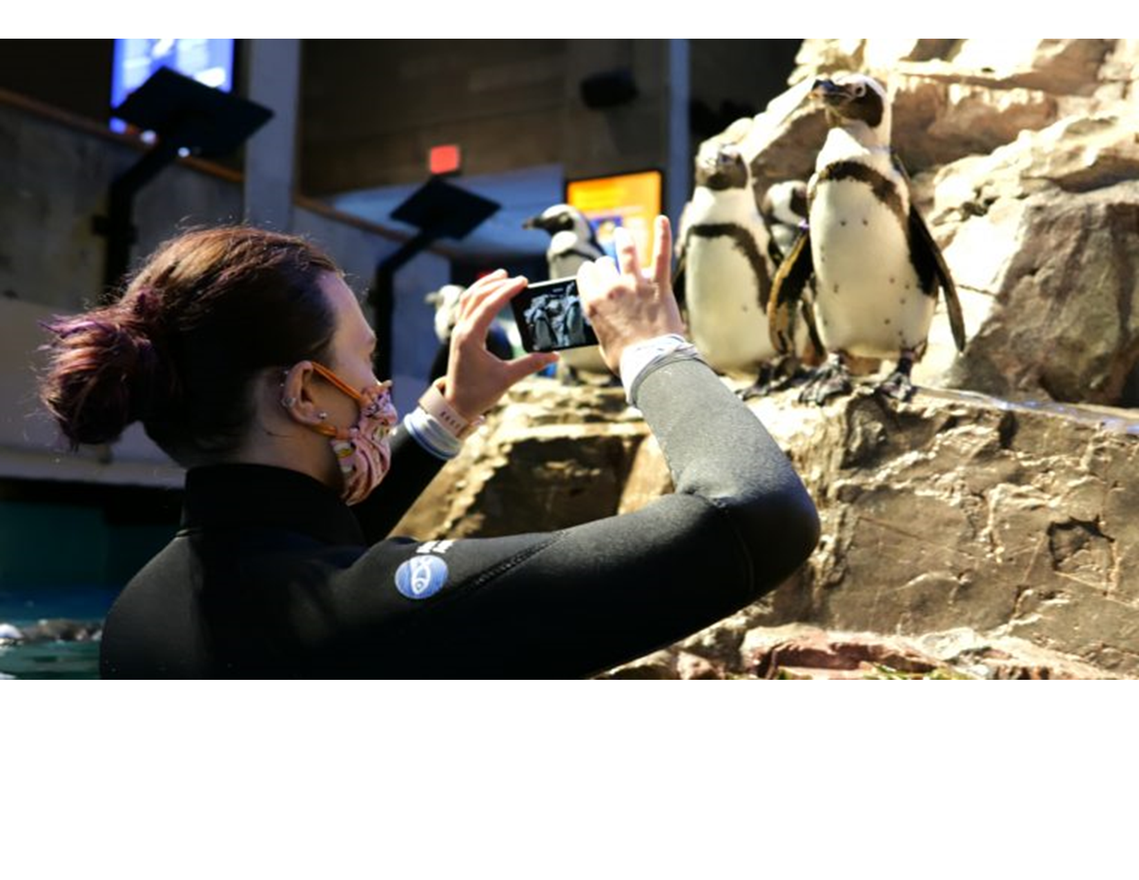 Penguin encounter