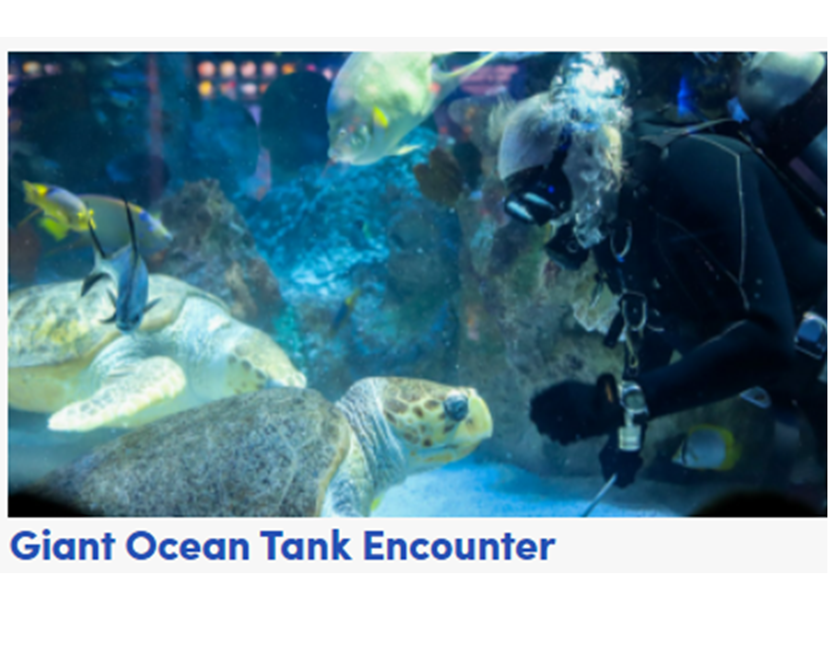 Ocean Tank Encounter at New England Aquarium 