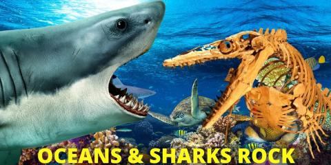 Oceans and Sharks Rock!