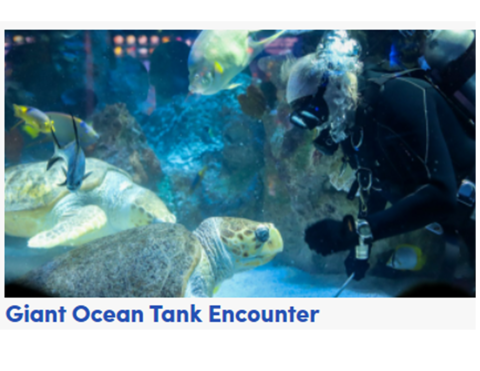 Ocean Tank Encounter at New England Aquarium 