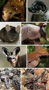 armadillo, bat, boa constrictor, cockroaches, and more