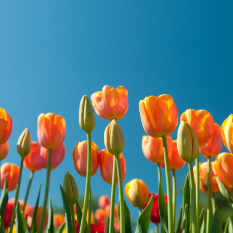 Bright, vibrant tulips in oranges yellows and reds against a clear blue sky.