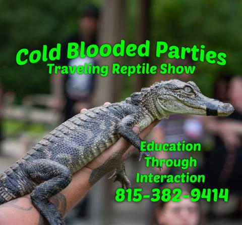 Cold blooded parties with alligator